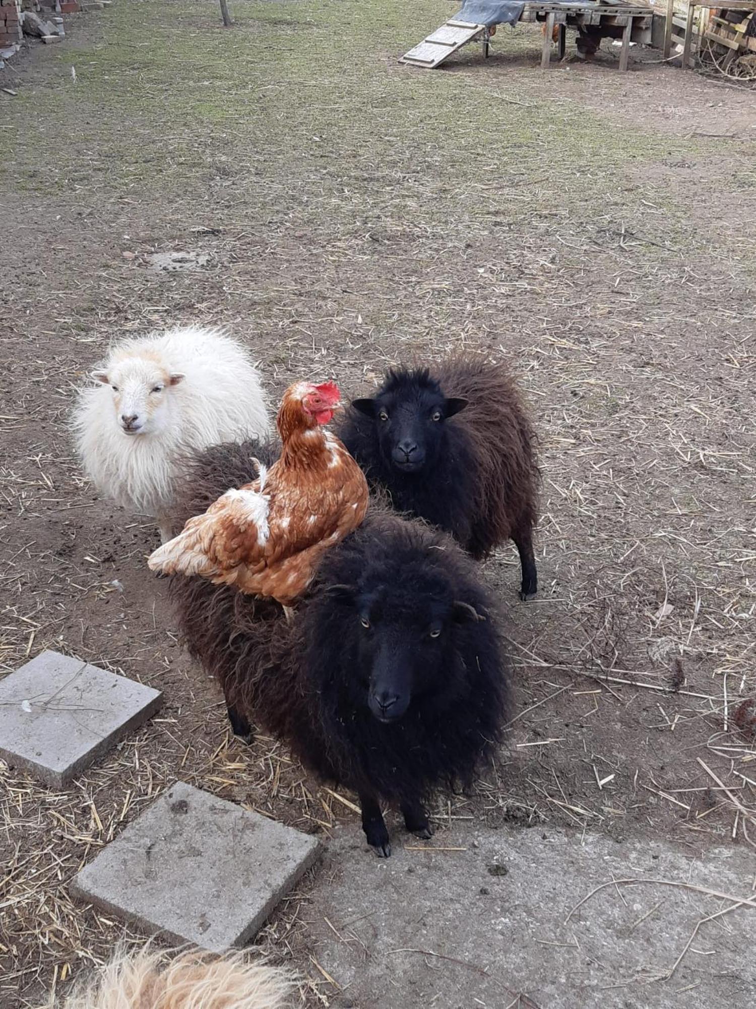 Ferienwohnung Wiesenhof Neuhof an der Zenn Esterno foto