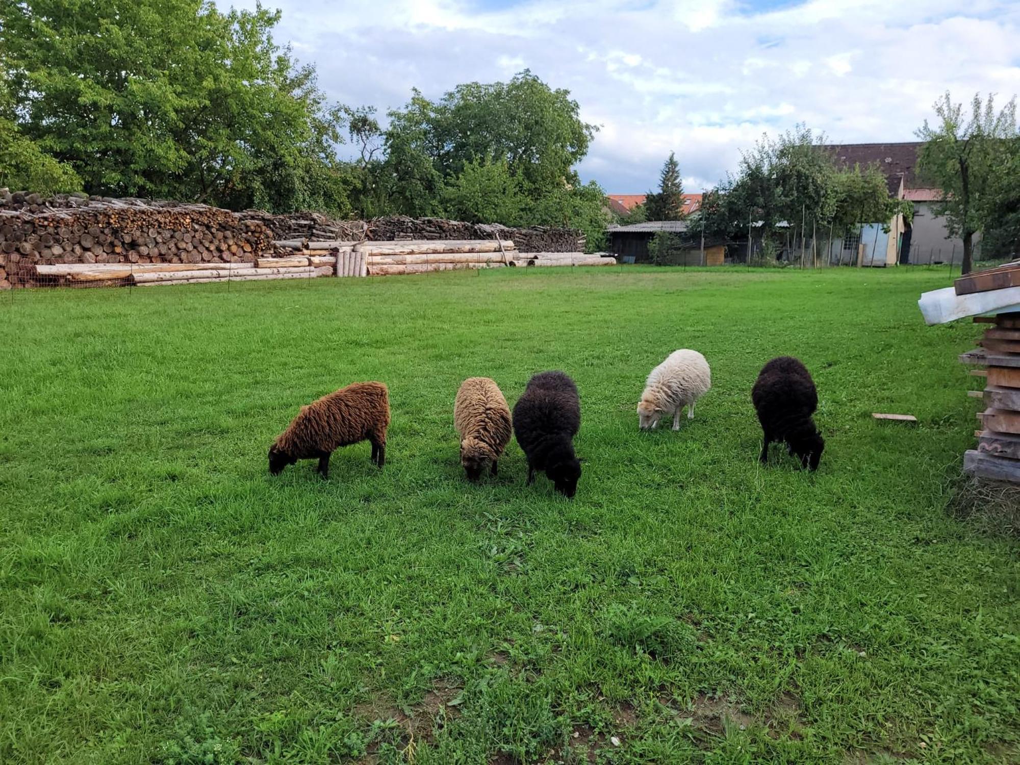 Ferienwohnung Wiesenhof Neuhof an der Zenn Esterno foto